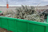 Bitte keine Weihnachtsbäume im Gras- und Laubcontainer entsorgen!