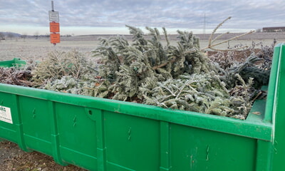 Bitte keine Weihnachtsbäume im Gras- und Laubcontainer entsorgen!