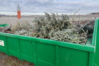 Bitte keine Weihnachtsbäume im Grascontainer entsorgen